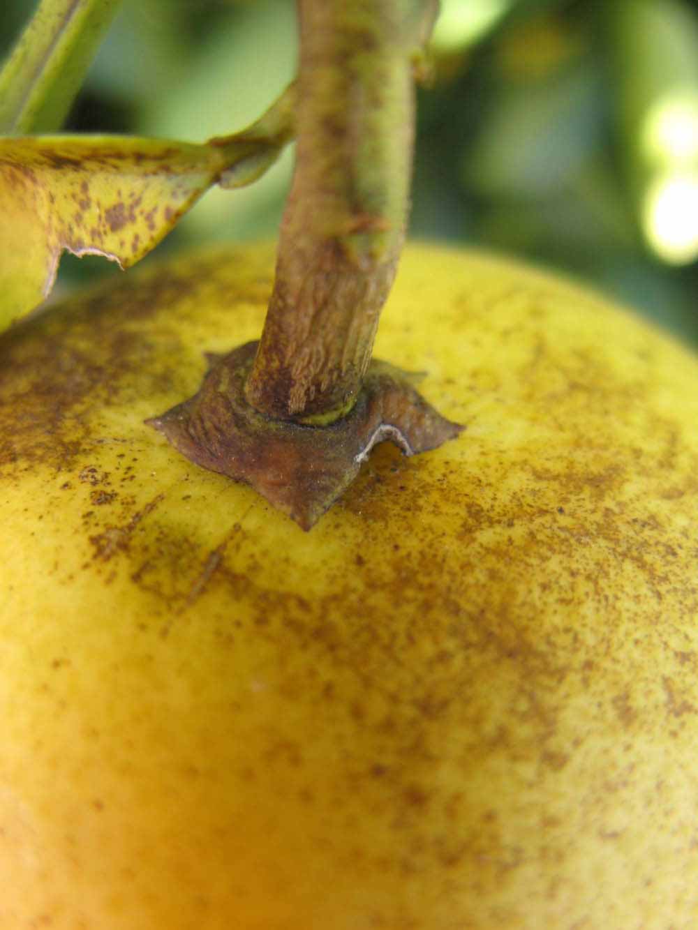              Fruit (Winter Haven, FL)       